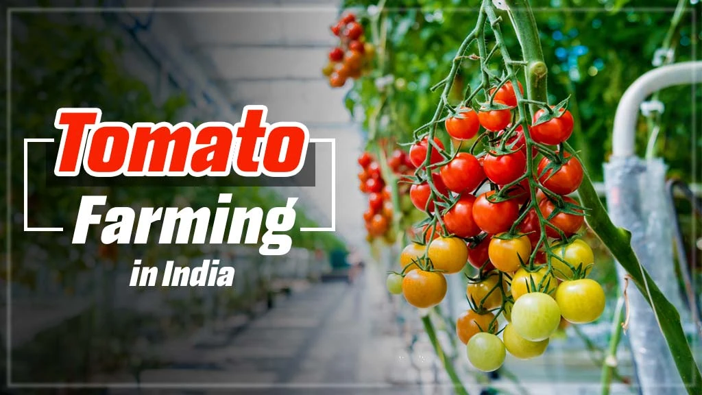 The Blossoms of Tomatoes: Tomato Farming in India