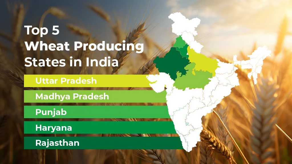 Top 5 Wheat Producing States in India 2025
