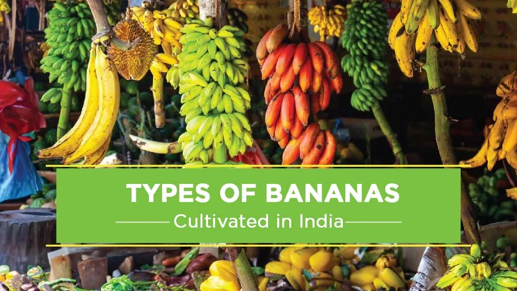 Different Types of Bananas Cultivated in India: A Complete List
