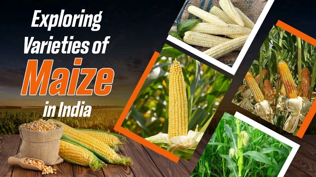 Exploring Varieties of Maize in India