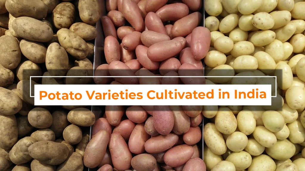 Potato Varieties Cultivated in India: Importance and Uses