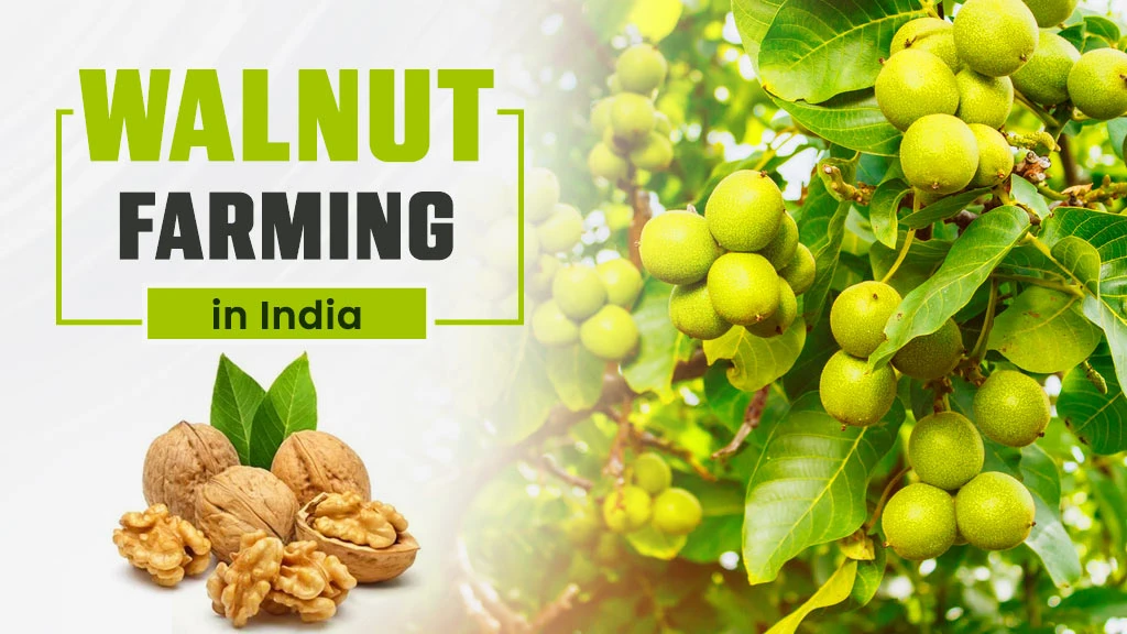 Walnut Farming in India: Insights into Cultivation and Market Potential