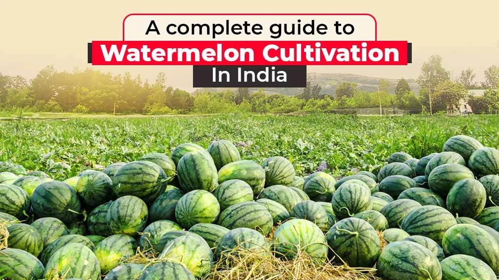 A complete guide to Watermelon Cultivation in India