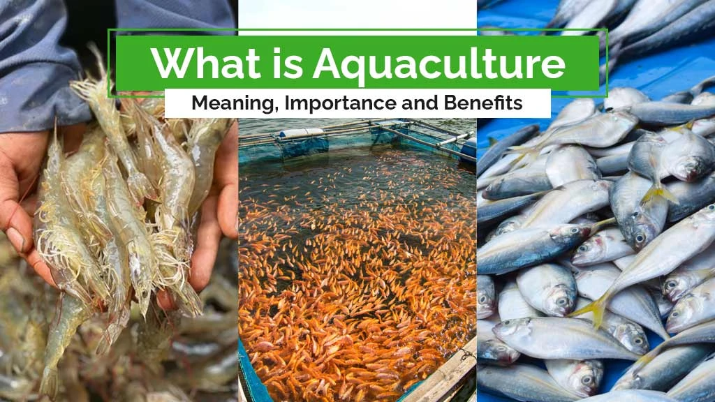 What is Aquaculture: Meaning, Importance and Benefits