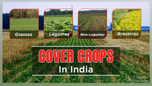 What are Cover Crops? Its Meaning, Types and Benefits Article