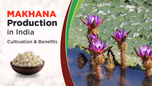 Makhana Production in India: How is it Cultivated, Benefits & India’s Scenario Article