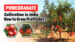 Pomegranate Cultivation in India: How to Grow Profitably? Article
