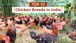 Top 10 Chicken Breeds in India Article