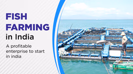Fish Farming in India: A Profitable Enterprise to Start