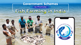 Government Schemes to Promote Fish Farming in India 2025