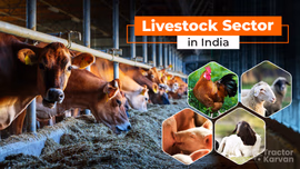Livestock Sector in India: Role, Challenges and Opportunities