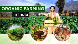 Organic Farming in India - Meaning, Types and Benefits
