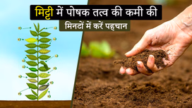 मिट्टी में पोषक तत्व की कमी की मिनटों में करें पहचान! जानें तरीके