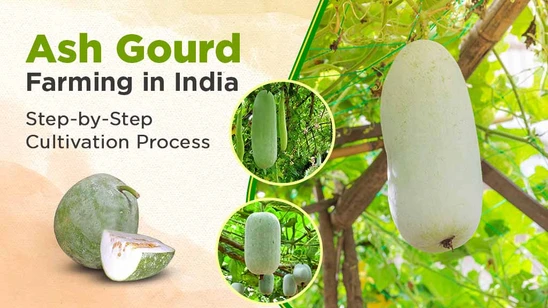 Ash Gourd Farming in India: Step-by-Step Cultivation Process Ash Gourd Farming in India: Step-by-Step Cultivation Process