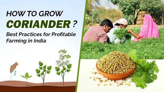 How to Grow Coriander: Best Practices for Profitable Farming in India How to Grow Coriander: Best Practices for Profitable Farming in India