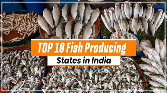 Top 10 Fish Producing States in India Top 10 Fish Producing States in India