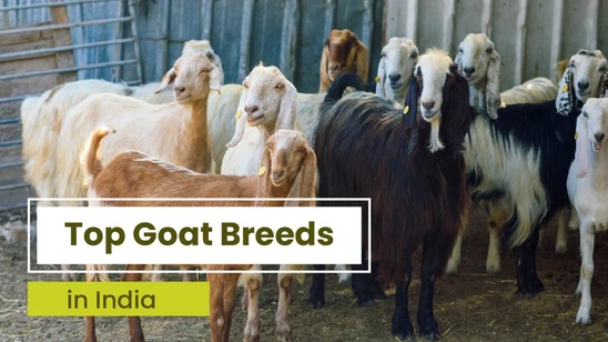 Top 10 Goat Breeds in India and Their Characteristics Top 10 Goat Breeds in India and Their Characteristics
