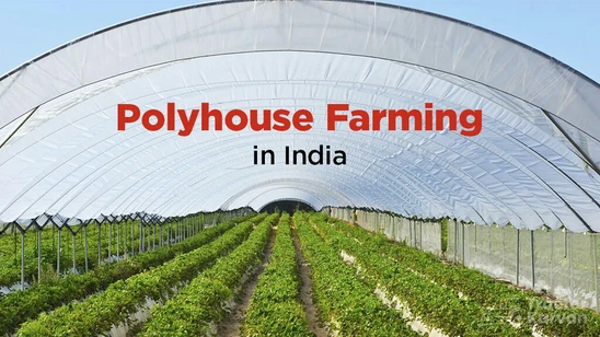 Discovering the World of Polyhouse Farming Discovering the World of Polyhouse Farming