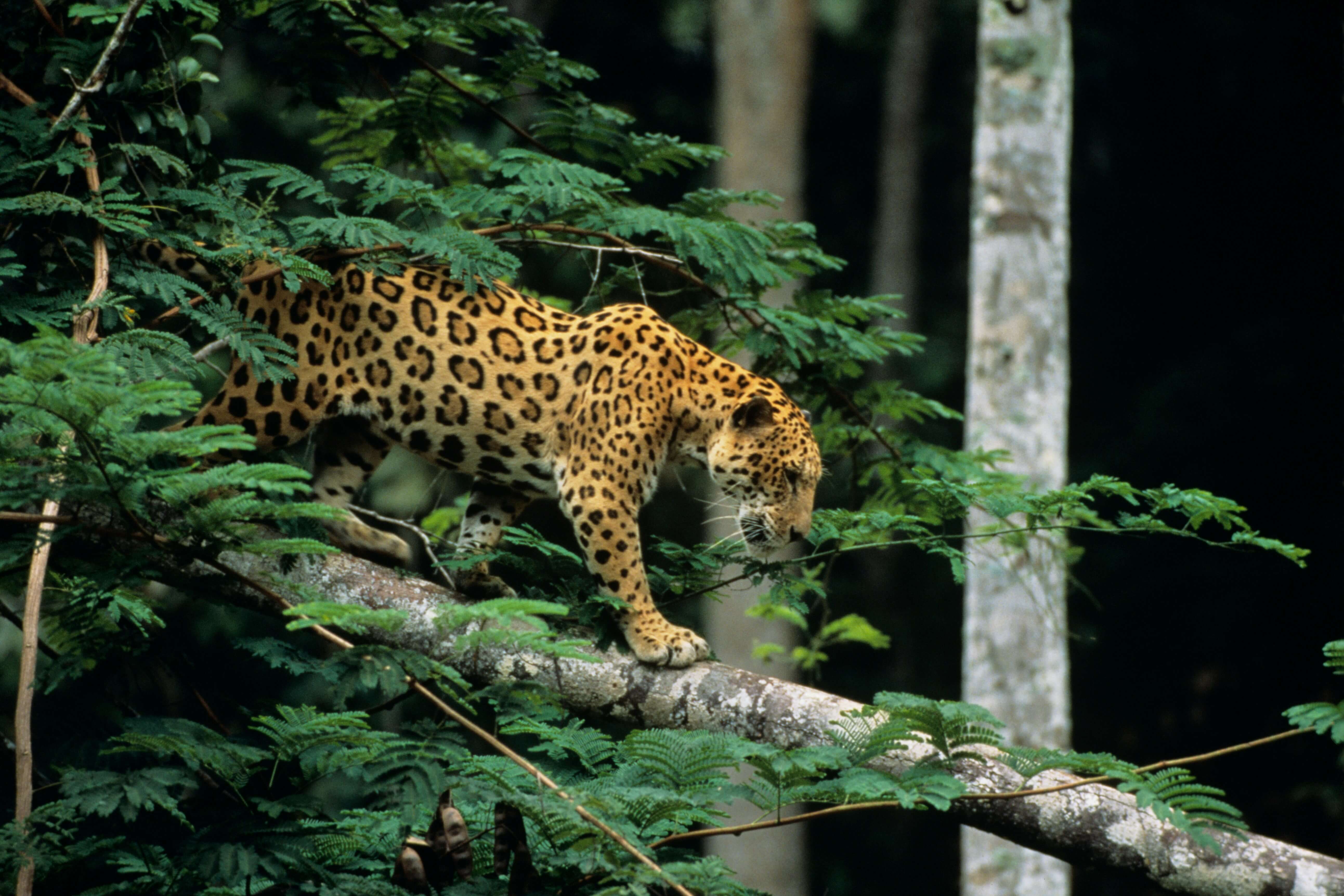 A leopard resting in the wild in India