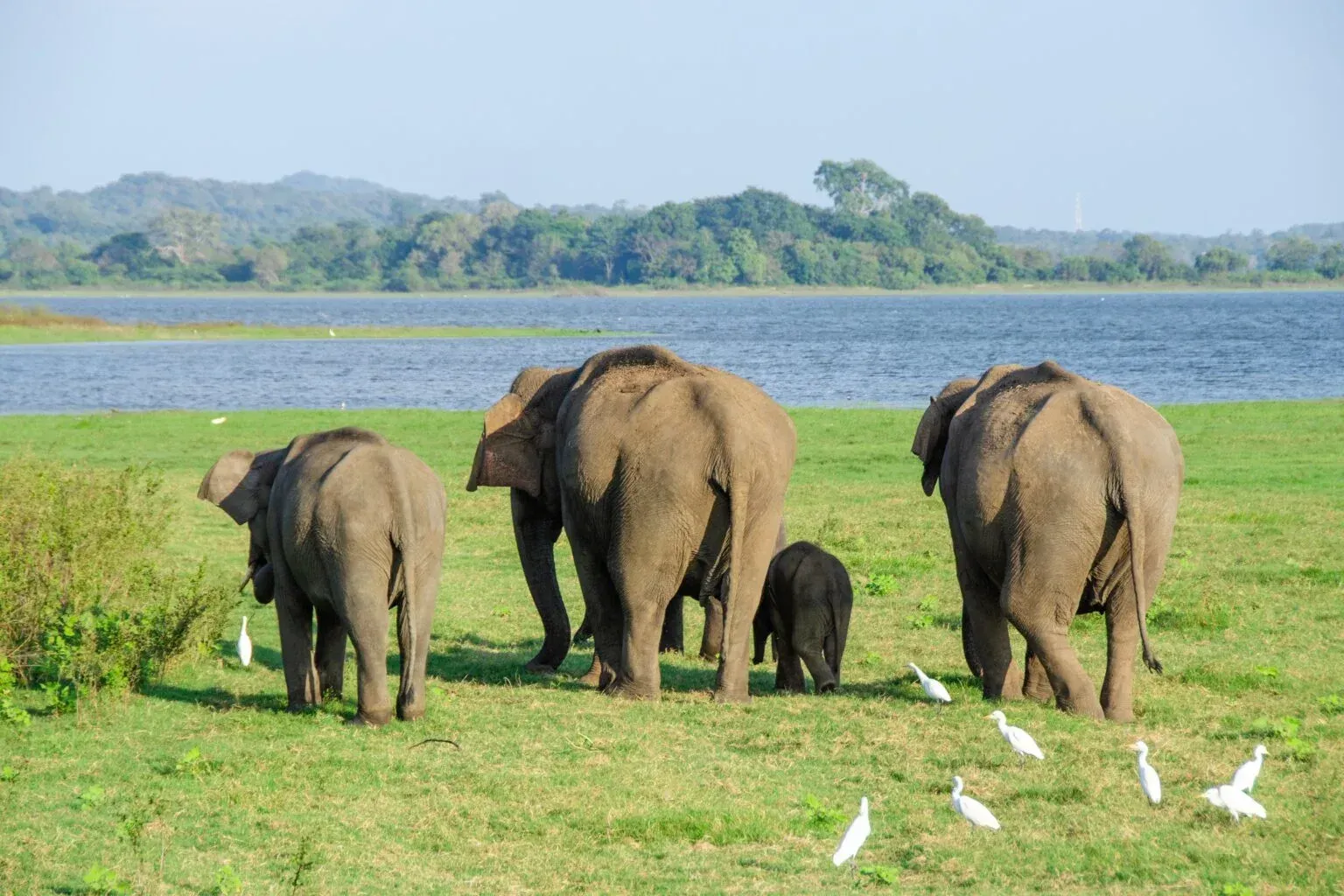 Wild elephants and leopard habitat in Yala National Park