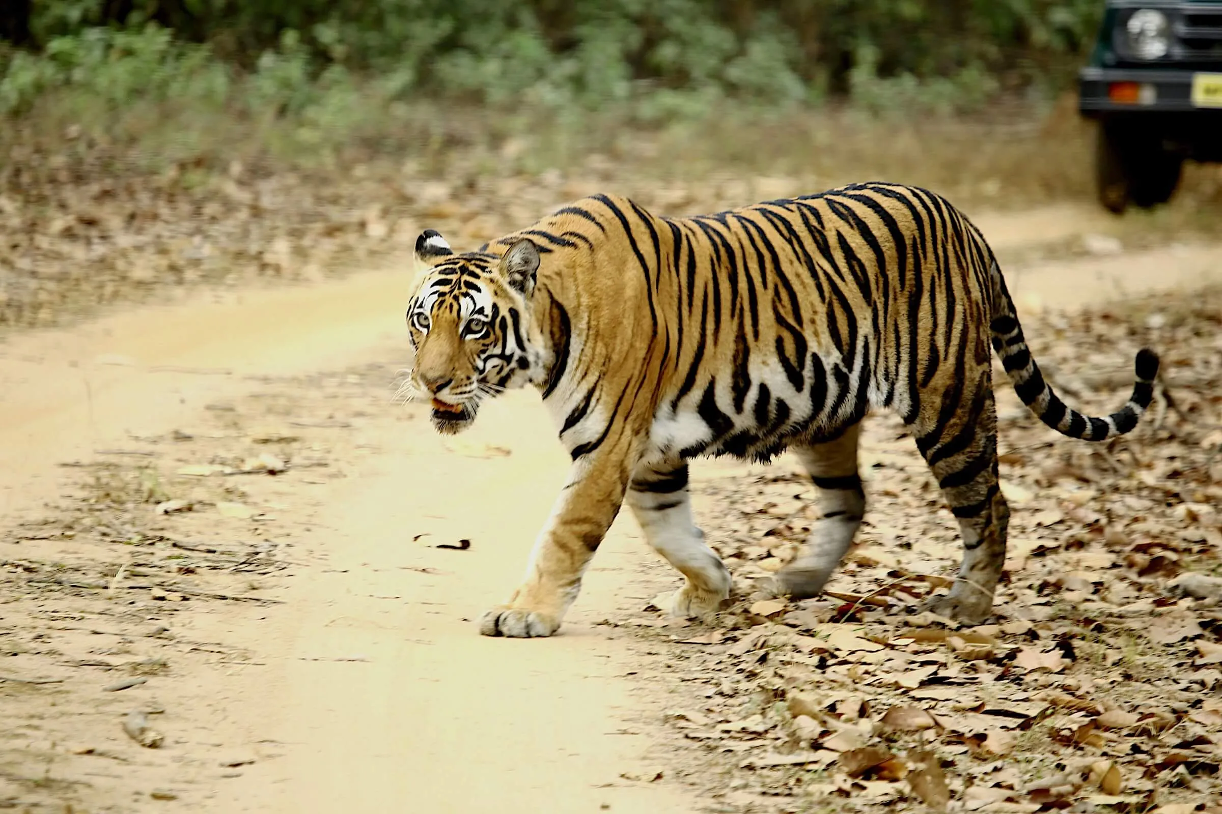 Tiger safari in Ranthambore National Park