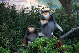 Son Tra Peninsula & Monkey Mountain Tour
