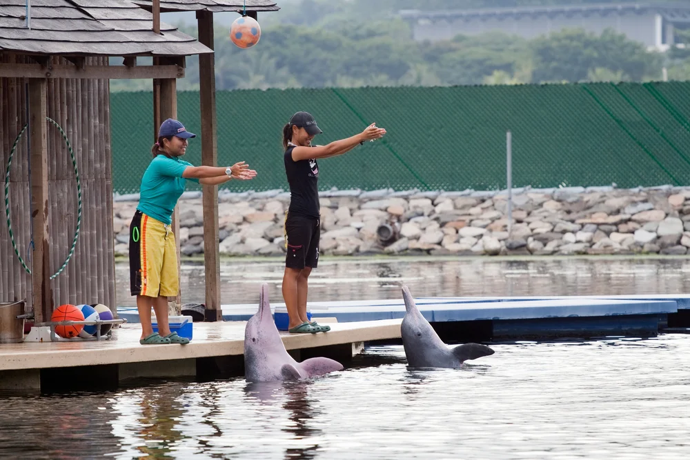 Swim with Dolphins at Dolphin Island Singapore