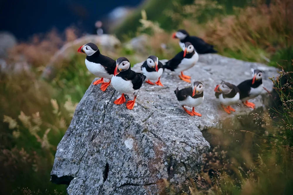 Runde Island Bird Safari