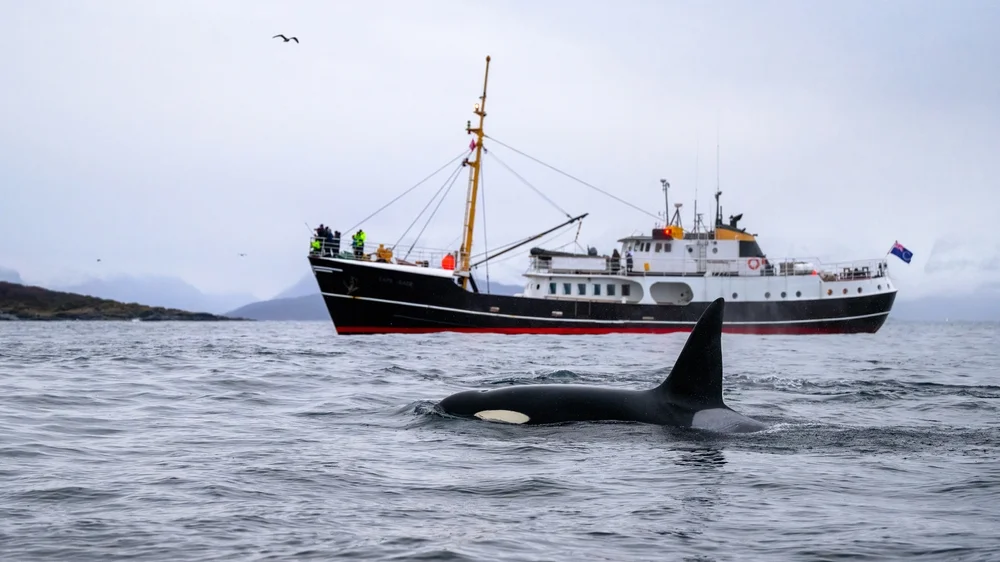 Whale Safari in Andenes