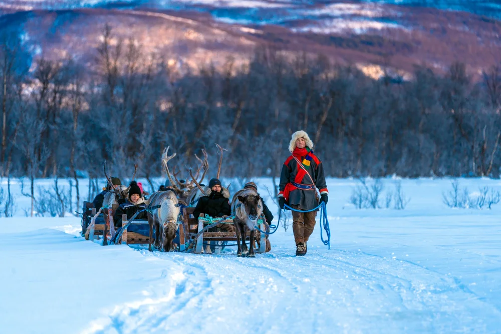 Sami Reindeer Sledding