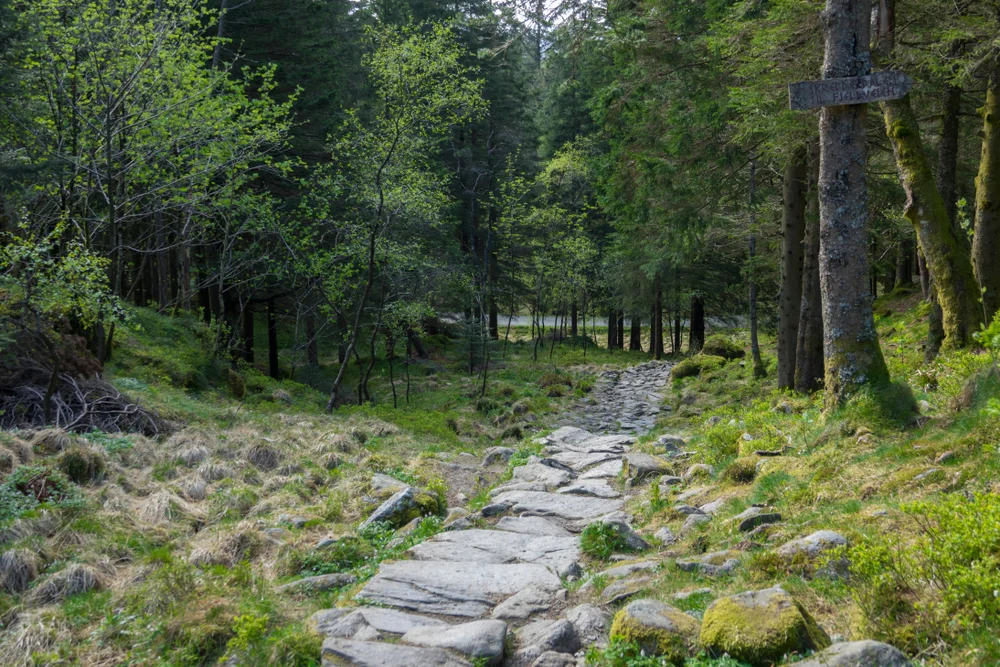 Mount Fløyen Hiking Trails