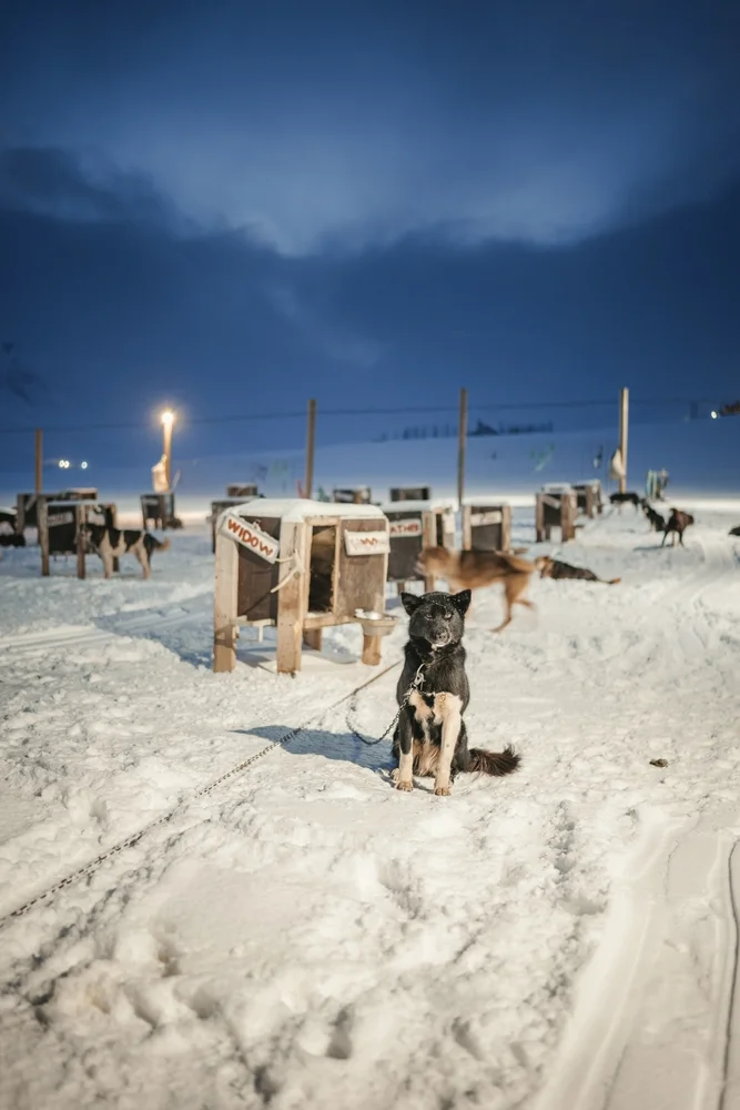 Husky Safari at Night