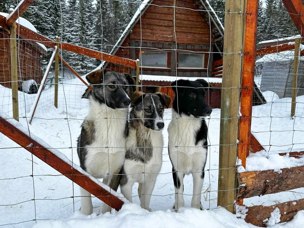 Husky Puppy Encounters