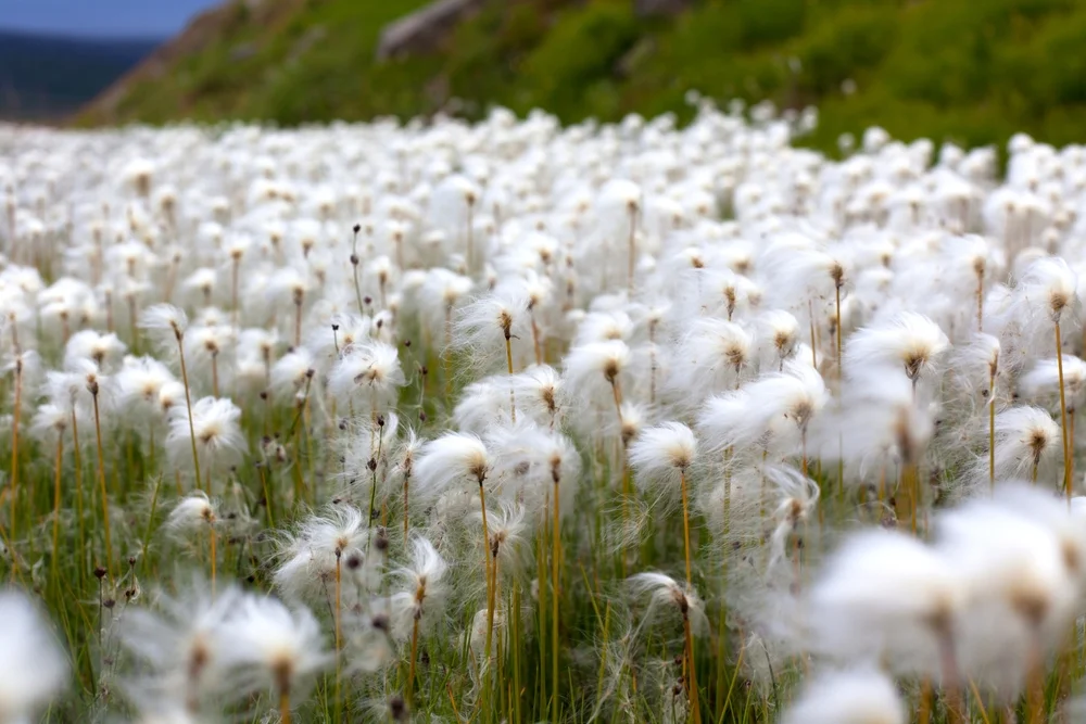 Arctic Plant Collection