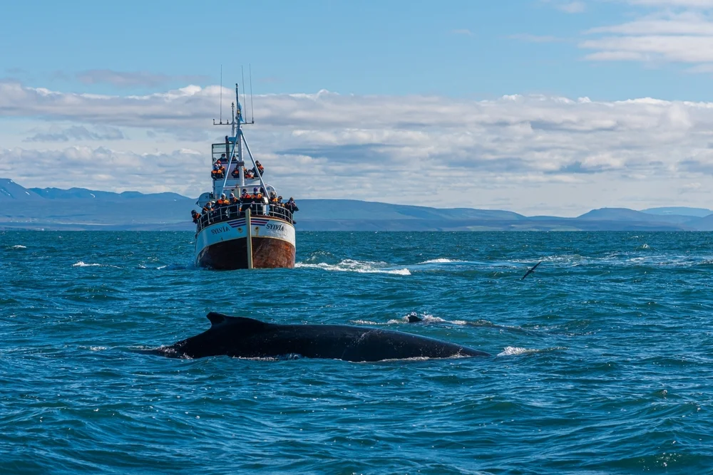Go whale watching in Húsavík
