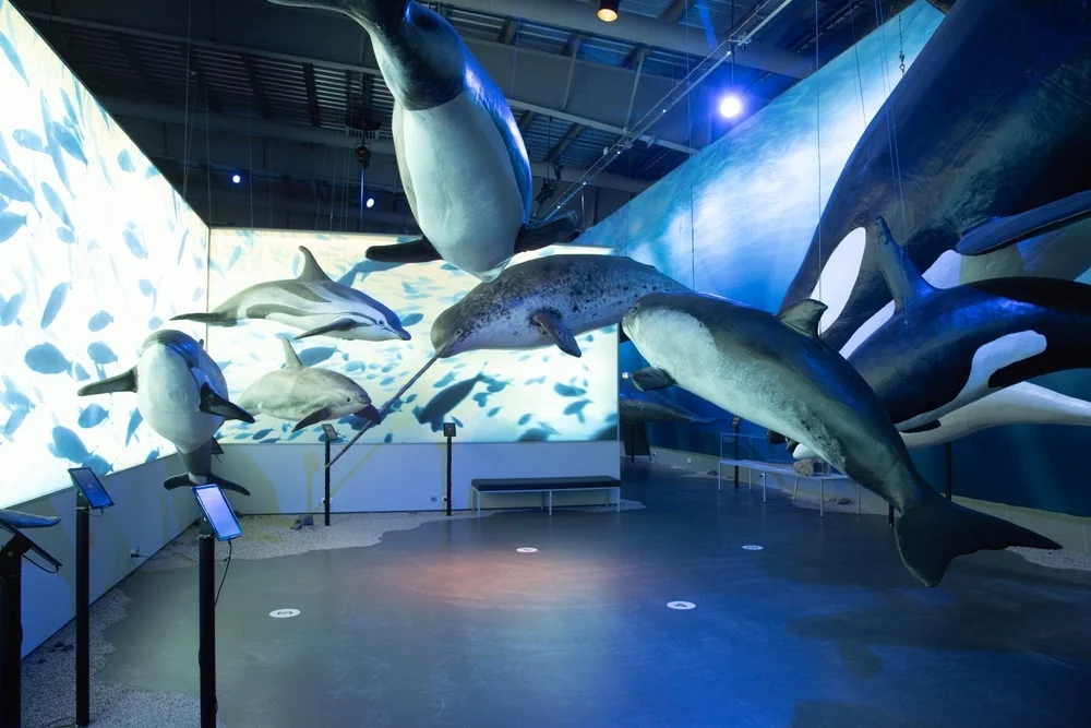Visit the Húsavík Whale Museum