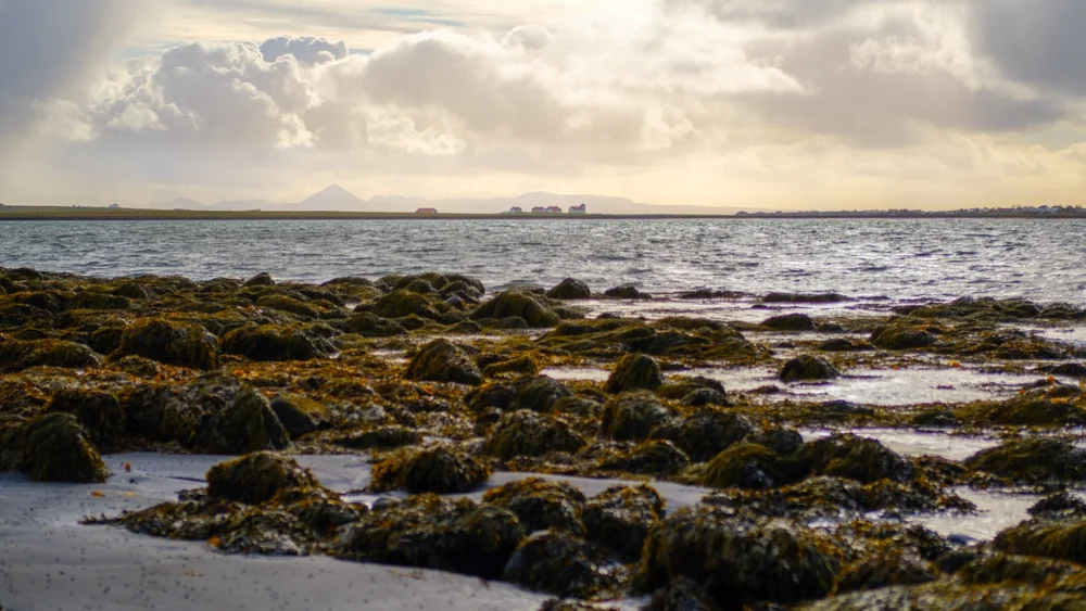 Álftanes Beach
