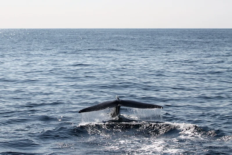 Whale & Dolphin Watching Tours