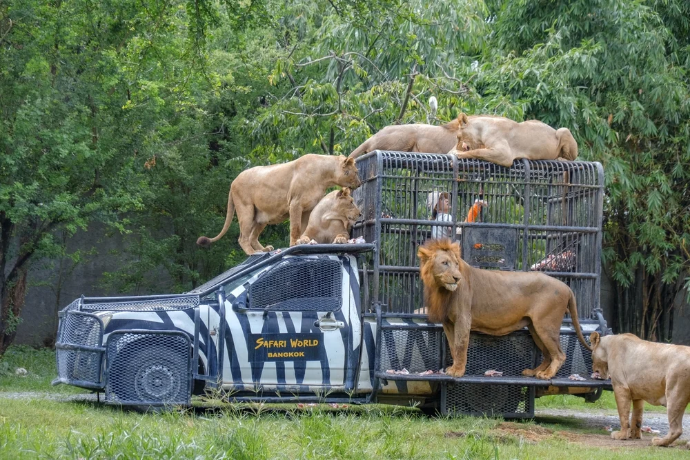 Safari World + Marine Park + Lunch with Private Transfer