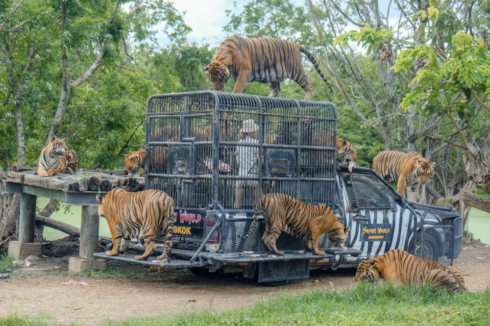 Safari World + Marine Park + Lunch with Shared Transfers