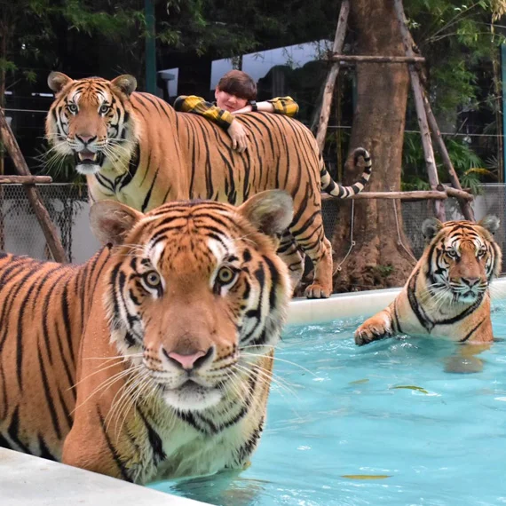 Tiger Park Pattaya (Walk Around) - Private Transfer