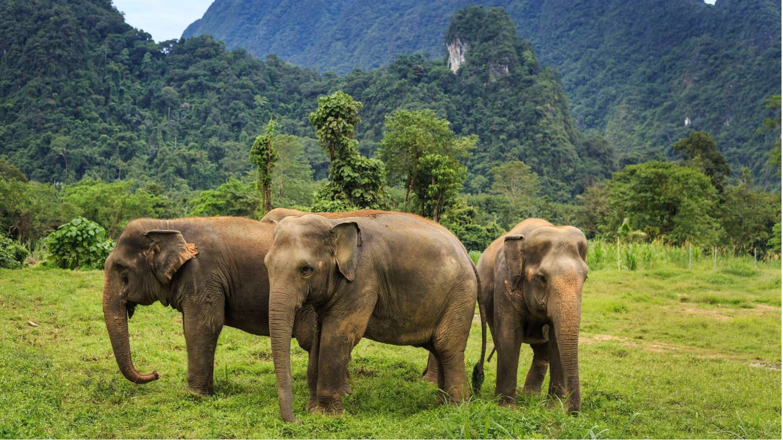 Kanta Elephant Sanctuary 