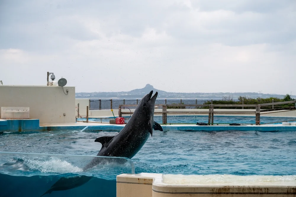 Pattaya Dolphin World 