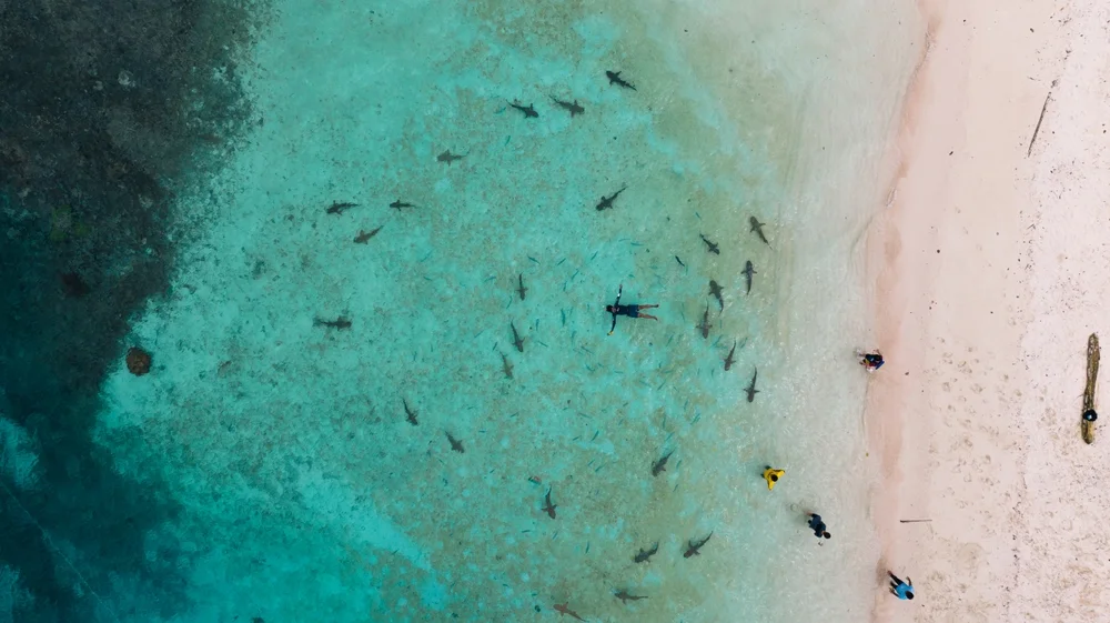 Shark Point