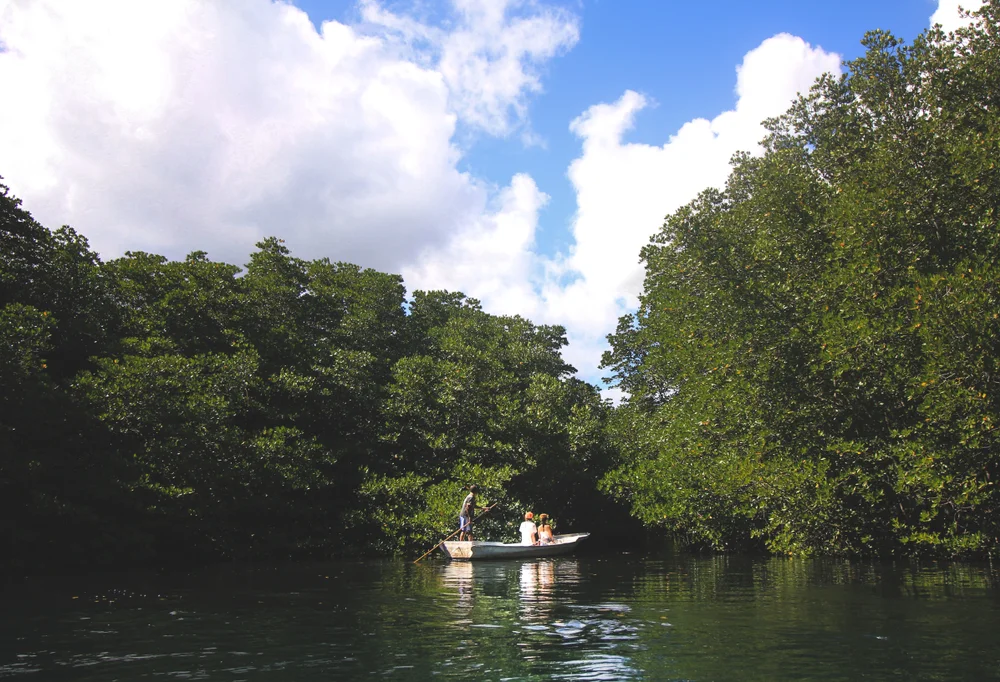 Mangrove, Nusa Lembongan