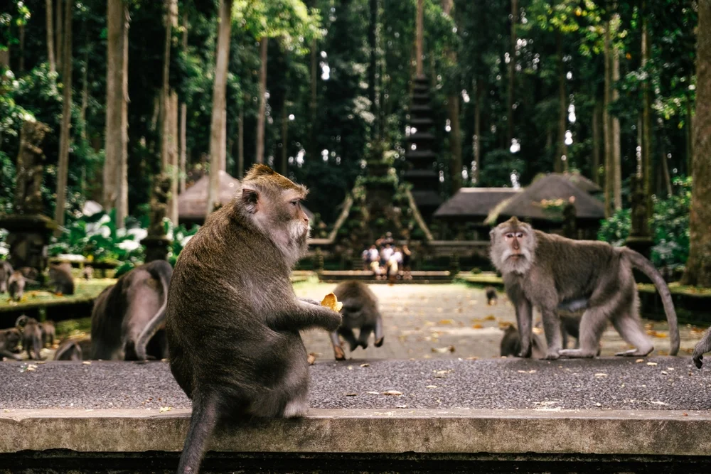 Monkey Forest in Ubud