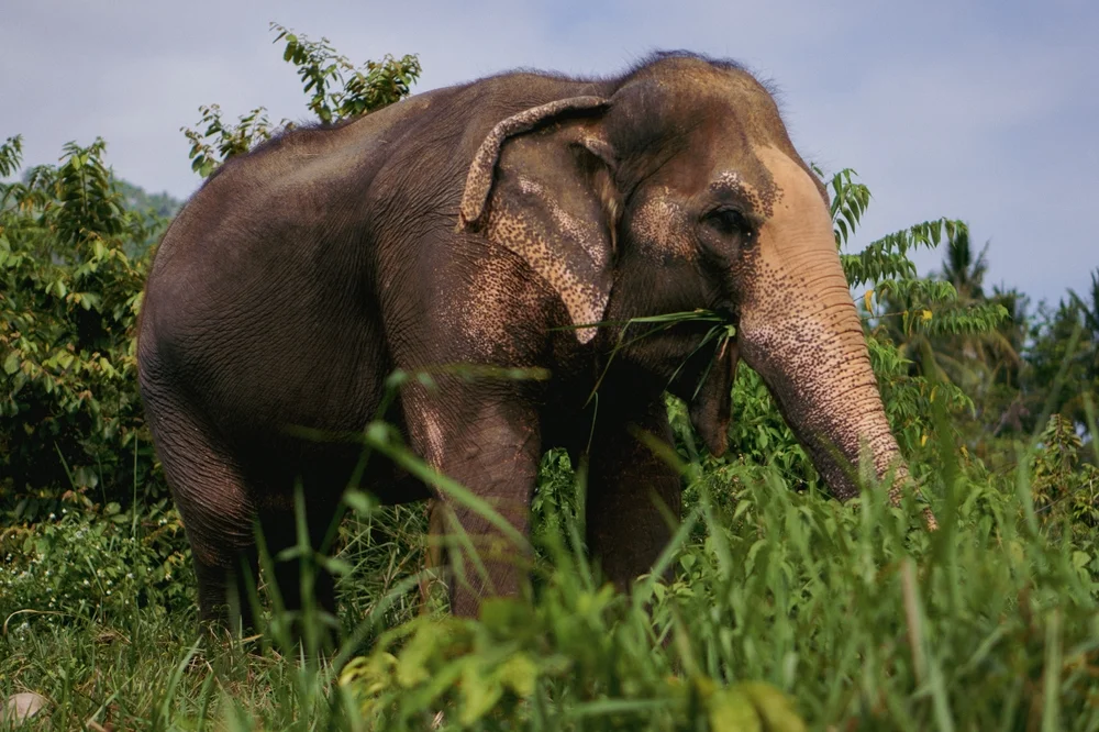 Elephant Jungle Sanctuary (Half Day Programme: Feedings, Mud Spa with Elephant, Elephants Bathing and Lunch)