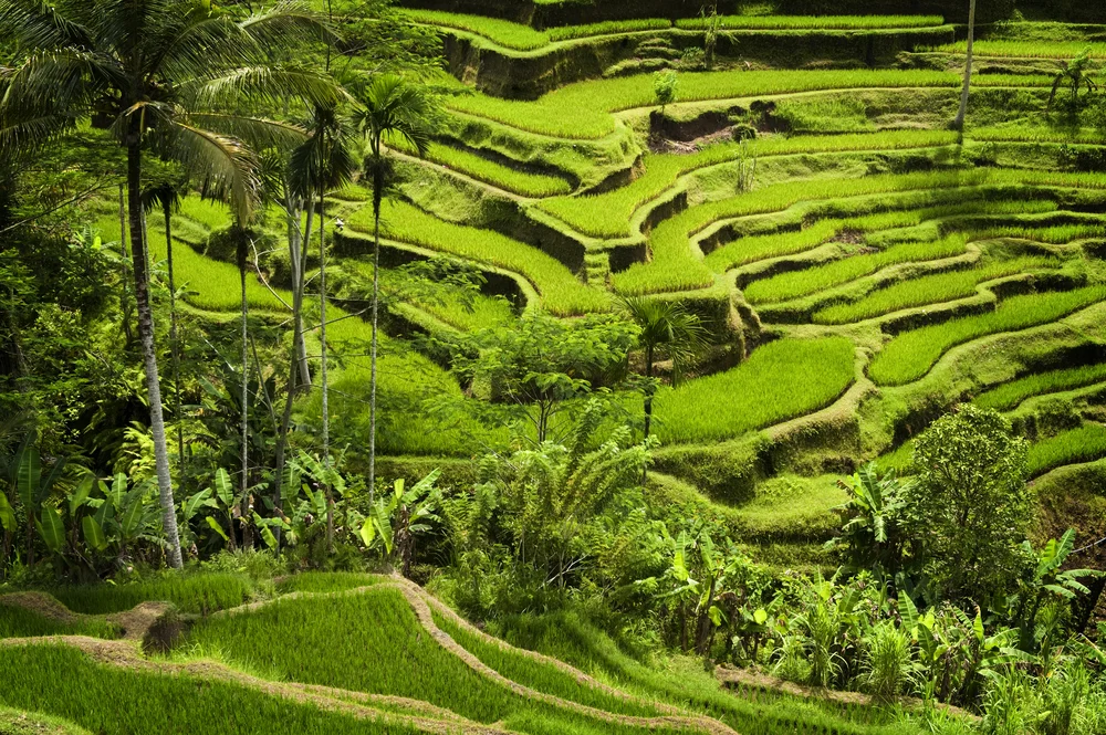 Visit Tegallalang Rice Terraces