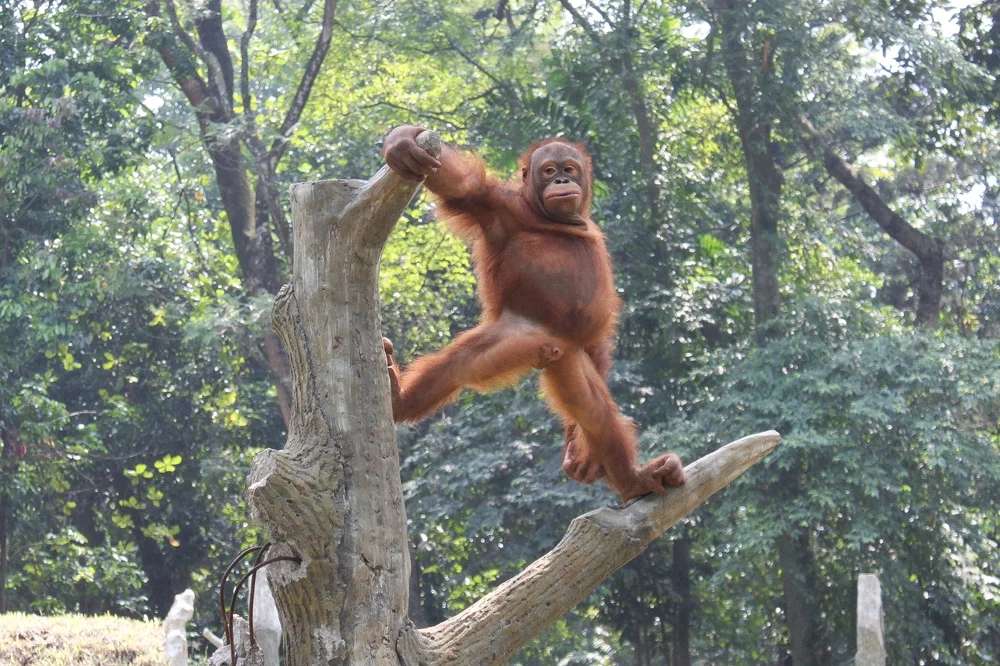 Bali Zoo