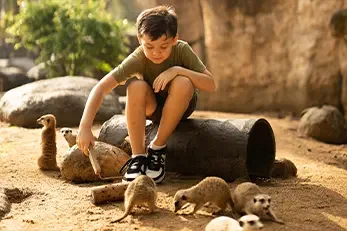 Animal Feedings